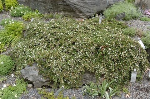 Irga drobnolistna (Cotoneaster procumbens) Streib